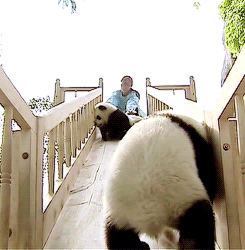 Happy panda